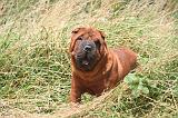 SHAR-PEI 866